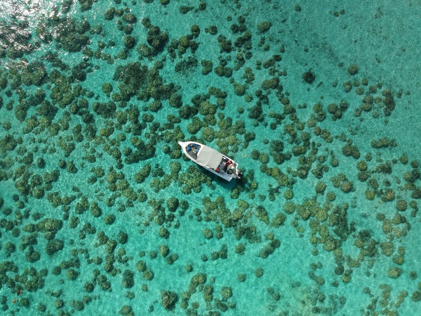 What do people eat in Niue?