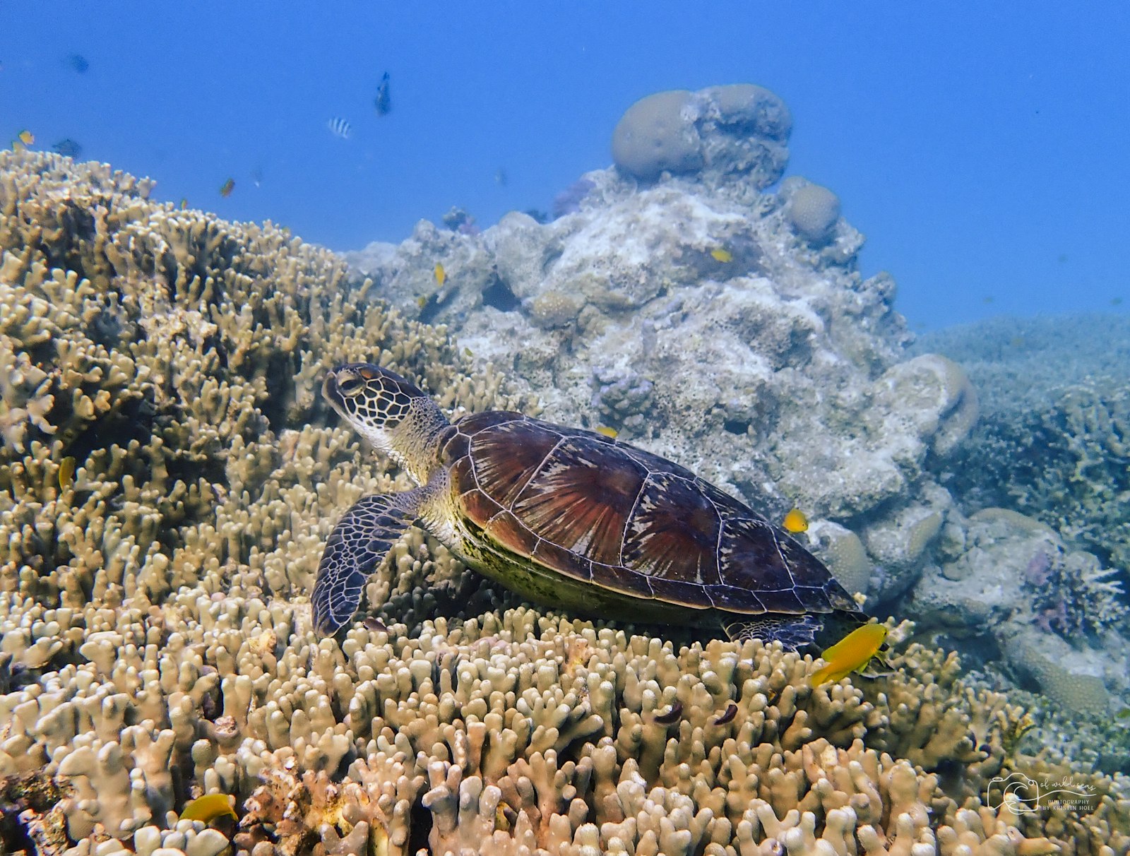 Sea turtle swimming over coral on the Great Barrier Reef near Cairns, Australia