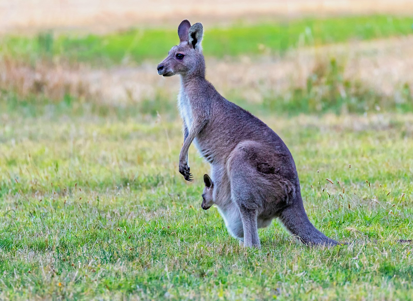 Kangaroo with a joey in its pouch on grass, wildlife in the best places to visit in Australia with kids