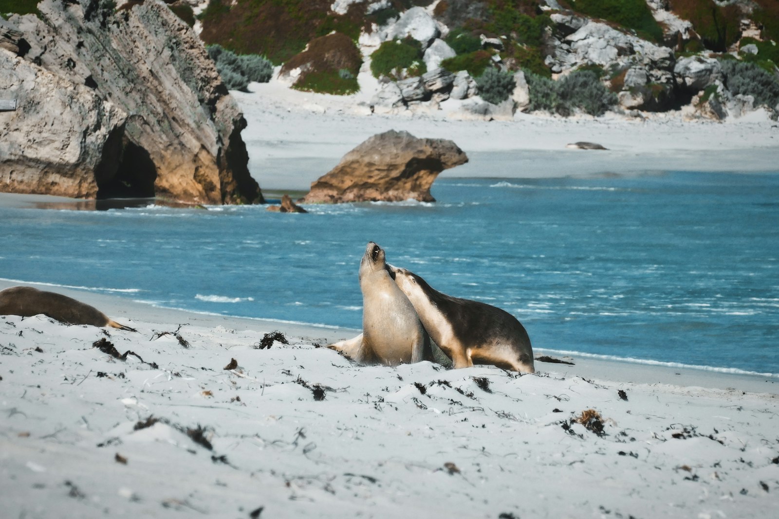 Australian sea lions resting on a sandy beach, like the guided colony walk at Seal Bay, Kangaroo Island