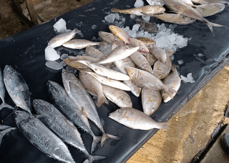 Fresh fish on ice at a local market in Sri Lanka, ready to be cooked on coconut shells