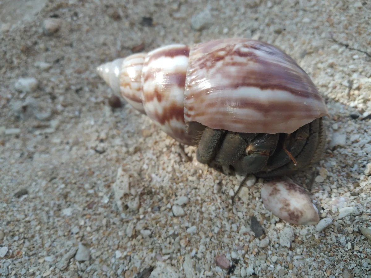 Hermit crab in a shell on the sand of a Sri Lankan beach