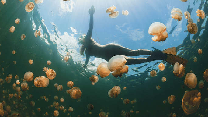 Jellyfish Lake Palau – snorkeler swimming among harmless jellyfish