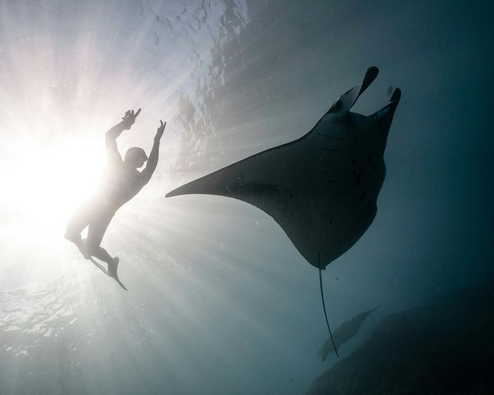 Snorkeling with manta rays on minimum budget for Maldives — $30-40 from local islands vs $150 resorts