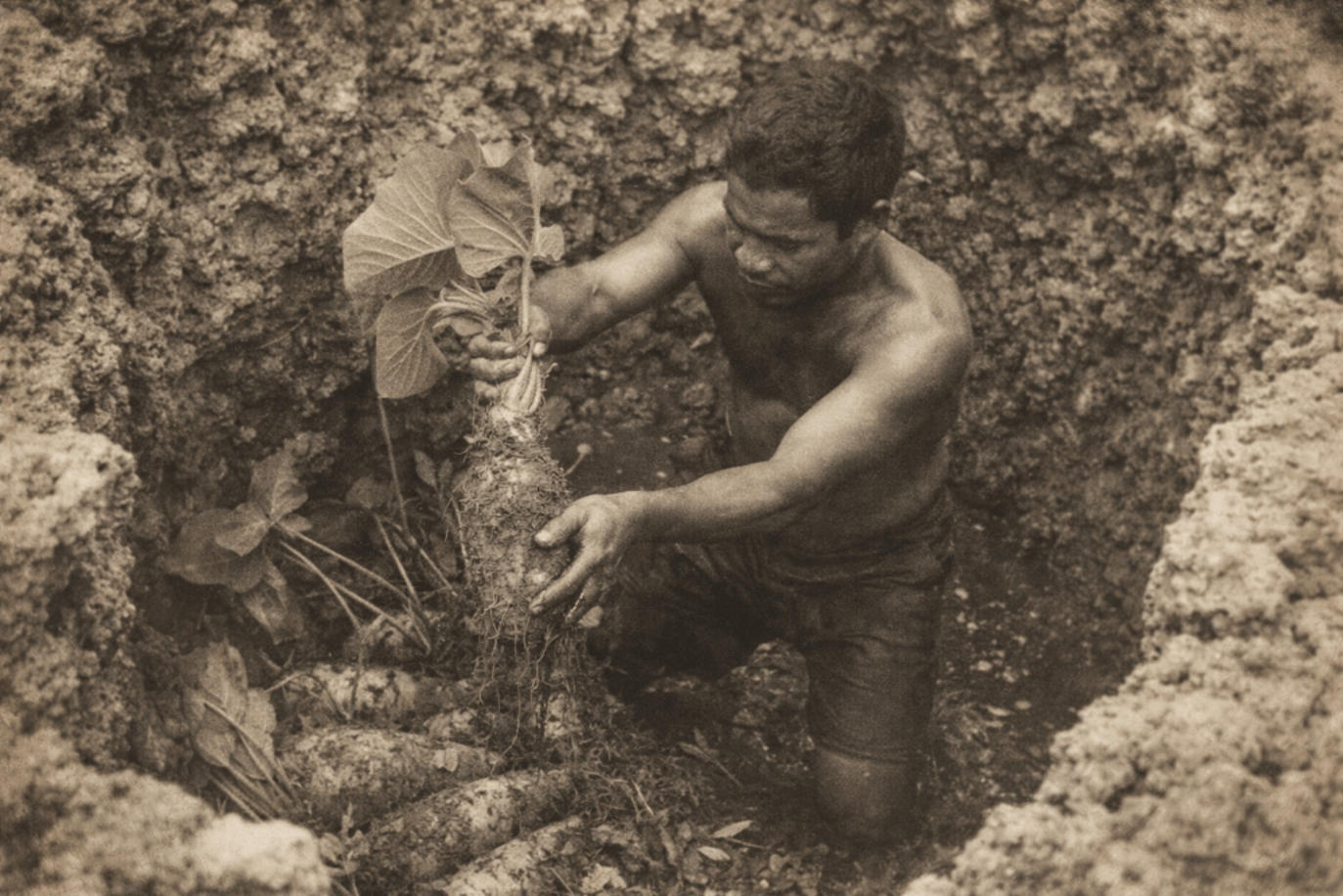 Tuvaluan man harvesting pulaka (swamp taro) from a deep coral pit — the foundation of what do people eat in Tuvalu