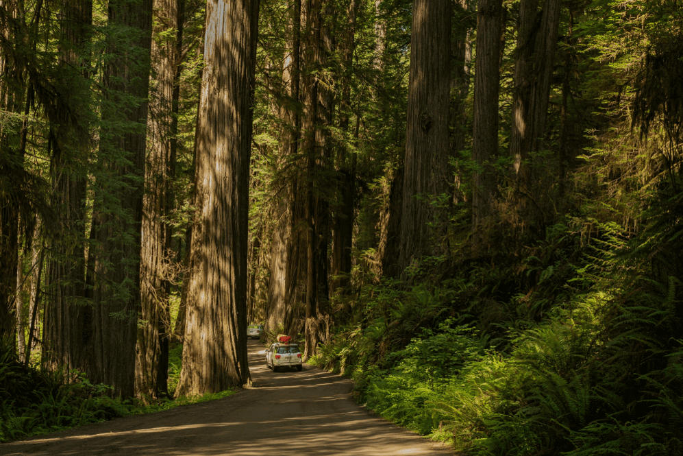 Driving through the Redwood Forest in California — a regenerative travel experience where giant trees tower over quiet roads and moss-covered ferns carpet the ground