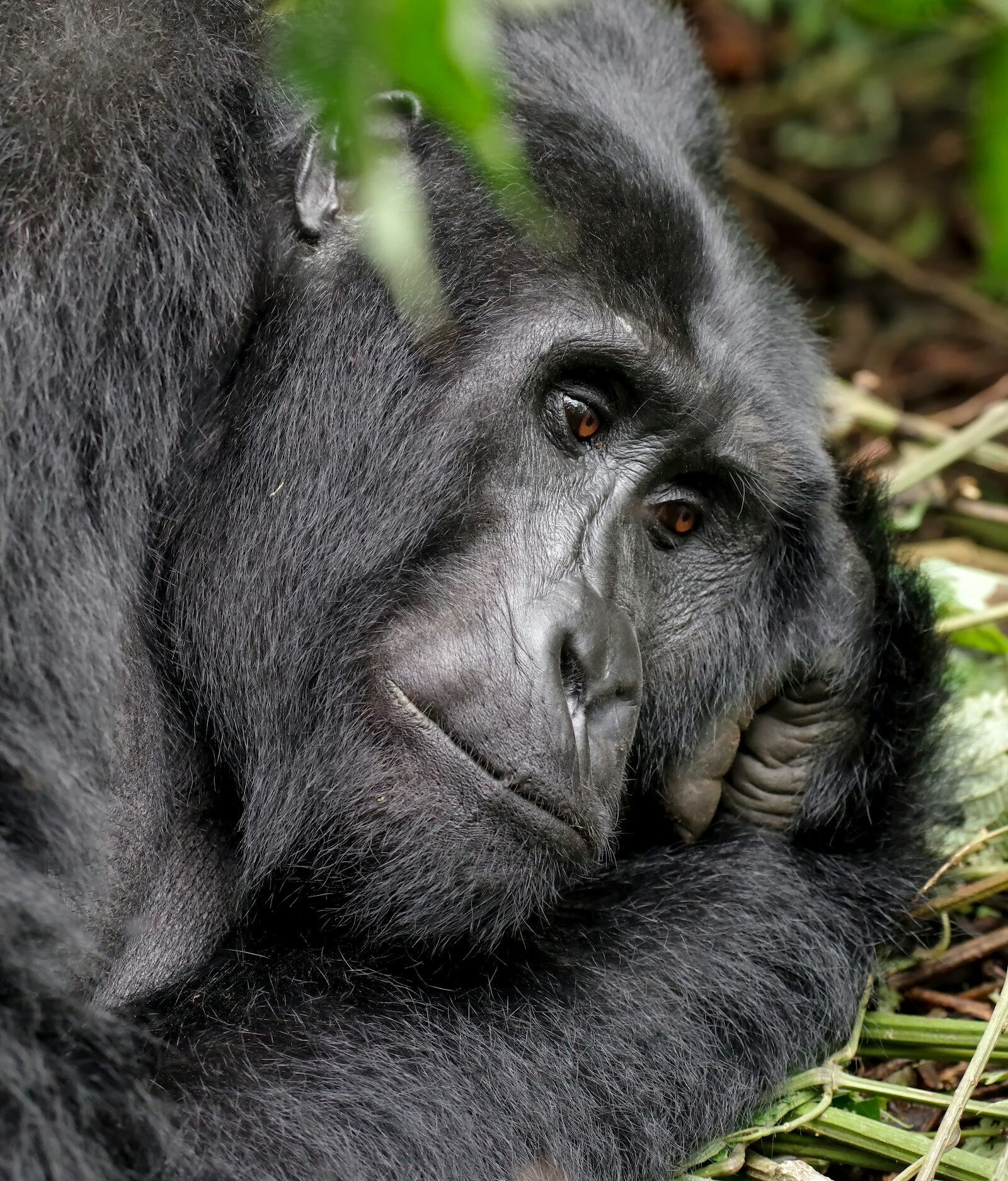 Mountain gorilla resting in green vegetation in Volcanoes National Park, Rwanda