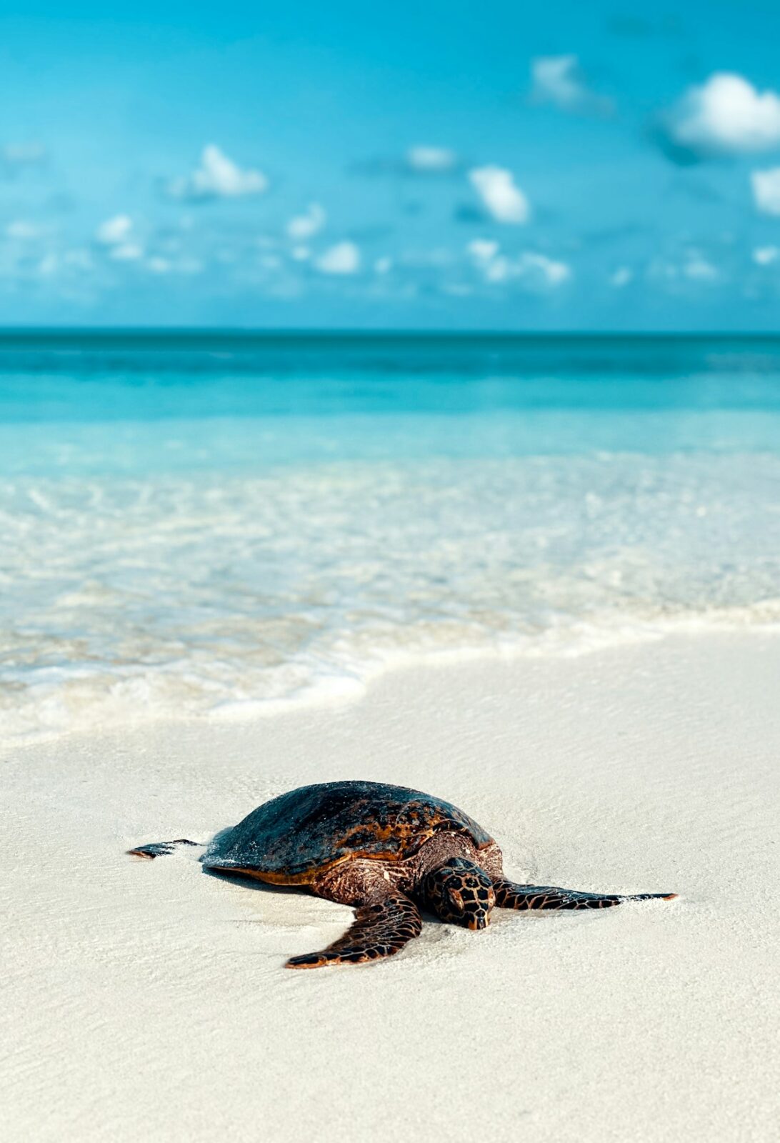 An adult green sea turtle resting on the sand near the shoreline in Sri Lanka