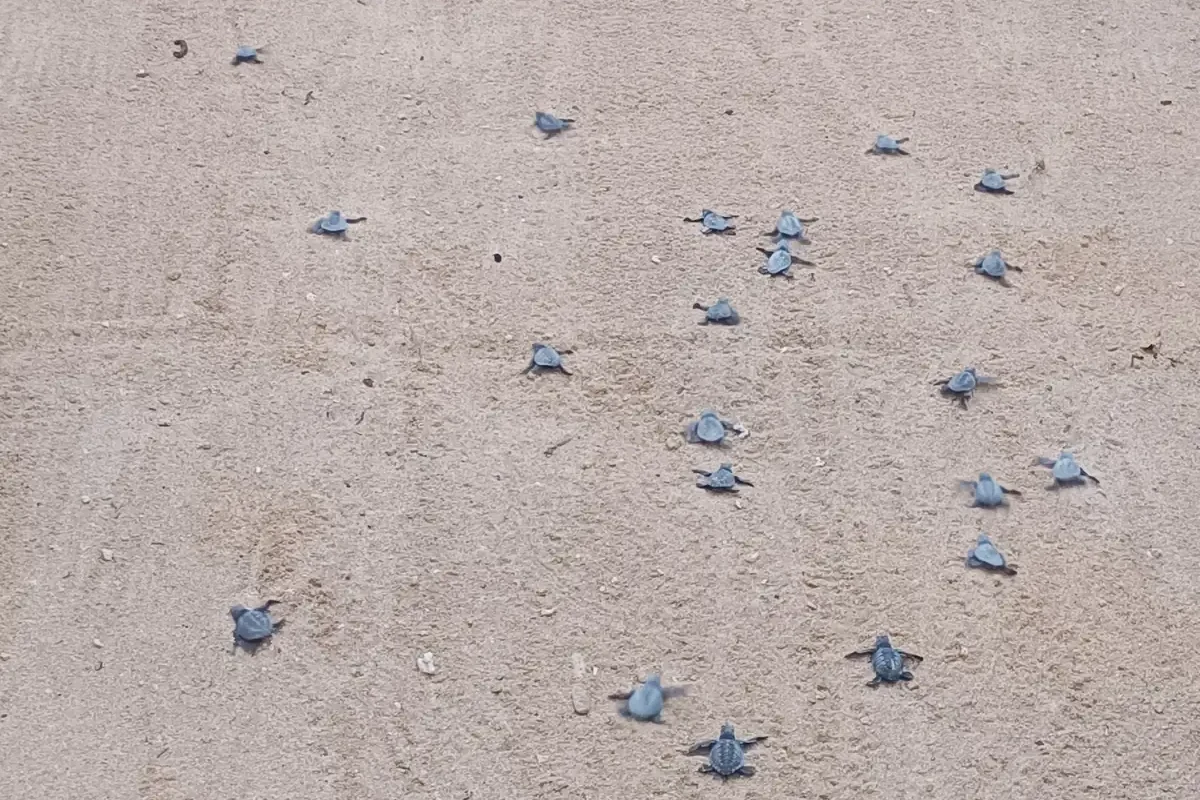 Sea turtles in Sri Lanka: where and how to see them ethically