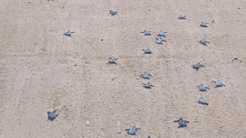 Sea turtles in Sri Lanka: where and how to see them ethically