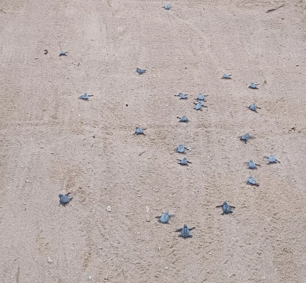 Hatchling sea turtles in Sri Lanka crawling across the sand towards the sea