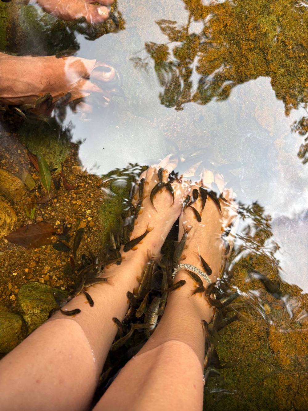 Feet in a clear rainforest stream with small fish nibbling toes near Sinharaja trail rest stop