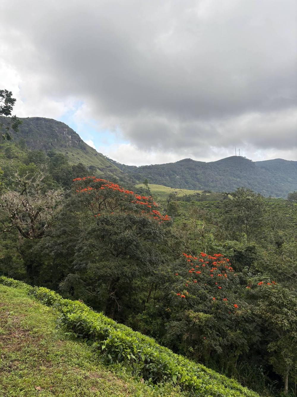 Bright red flowering trees over tea plantation on a Sinharaja Deniyaya hillside, misty mountains behind