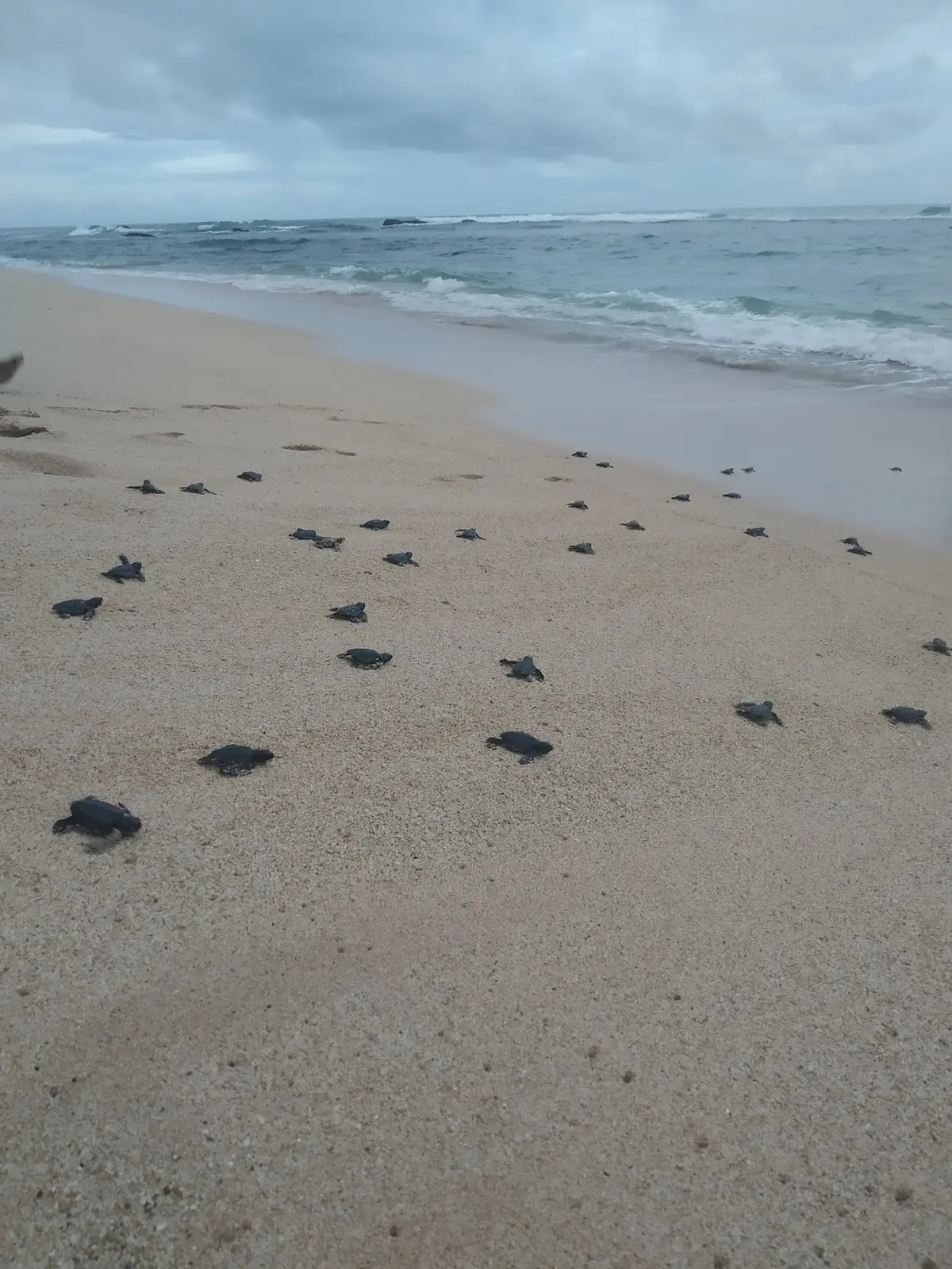 Tracks across an undeveloped Sri Lankan nesting beach at first light