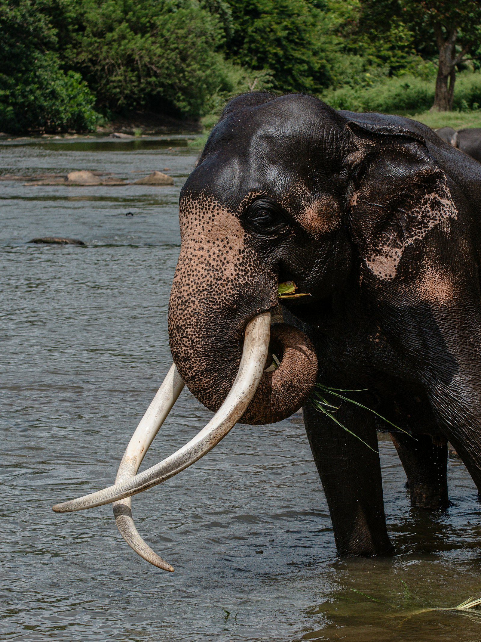 Elephant in Sri Lanka, the kind that takes part in the Esala Perahera procession