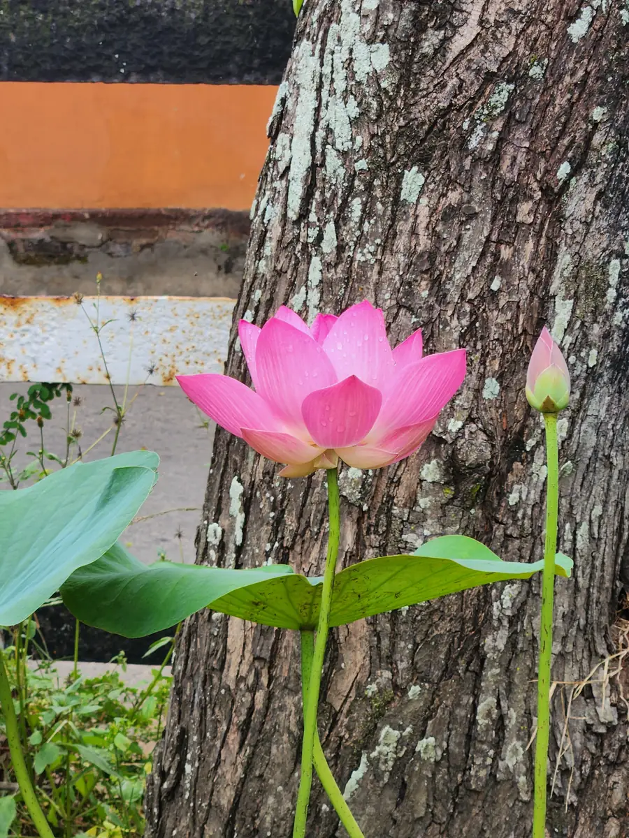 A lotus flower at a Sri Lankan Buddhist temple, the traditional offering