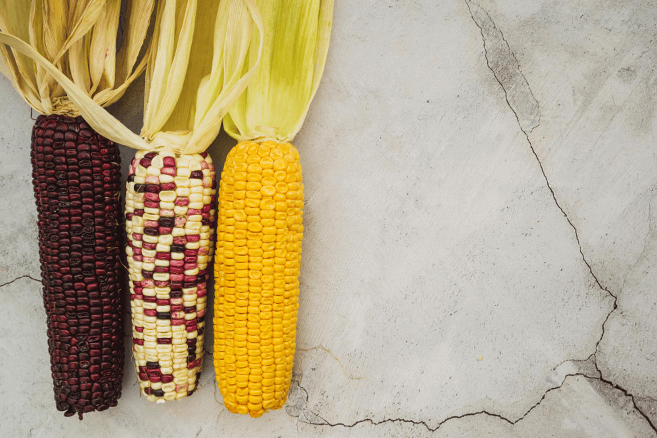 Heirloom Corn Varieties in Native American Agriculture Indigenous food of North America: Heirloom corn varieties — red, multicolored, and yellow — representing the diversity of the Three Sisters agricultural system.