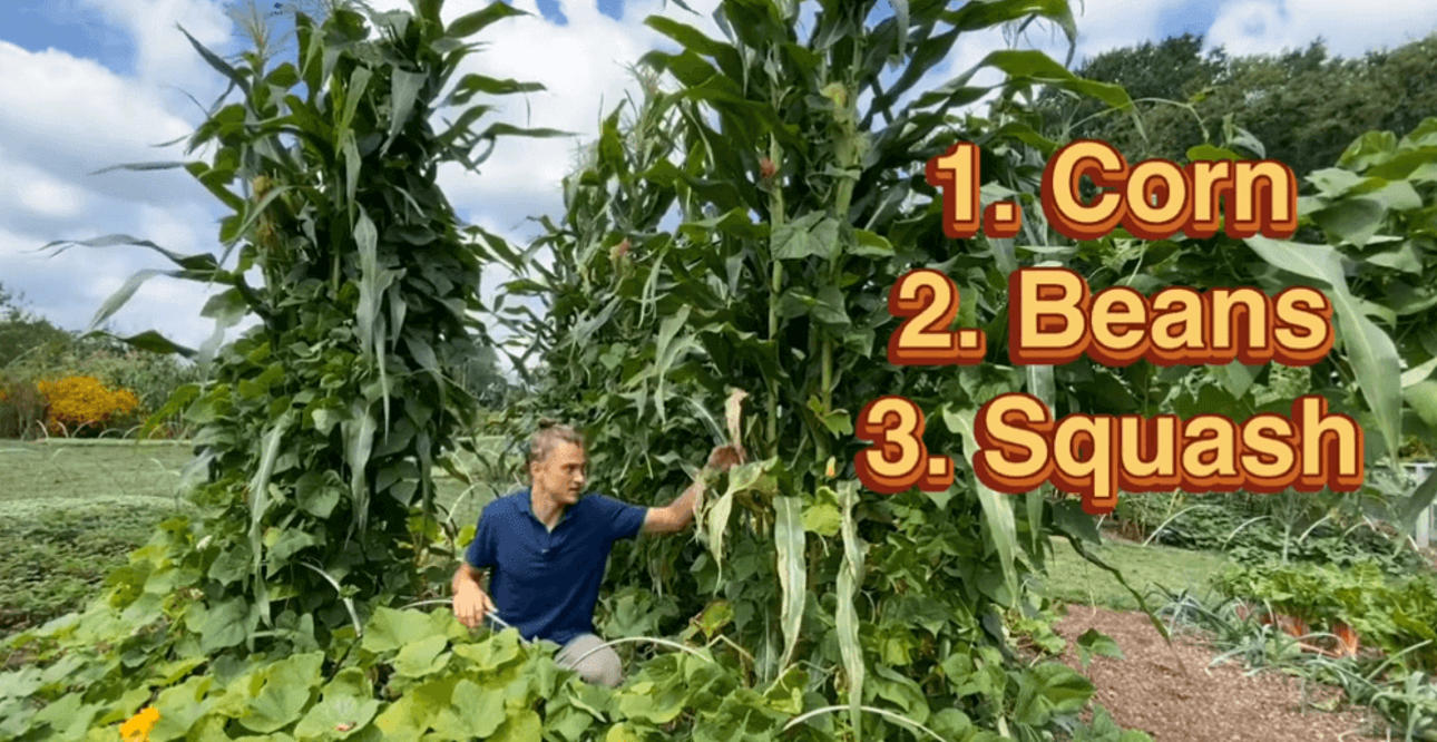 Three Sisters Garden: The Foundation of Indigenous Food Systems Indigenous food of North America: Three Sisters garden with corn, beans, and squash growing together in harmony — a regenerative agricultural system central to many Indigenous nations.