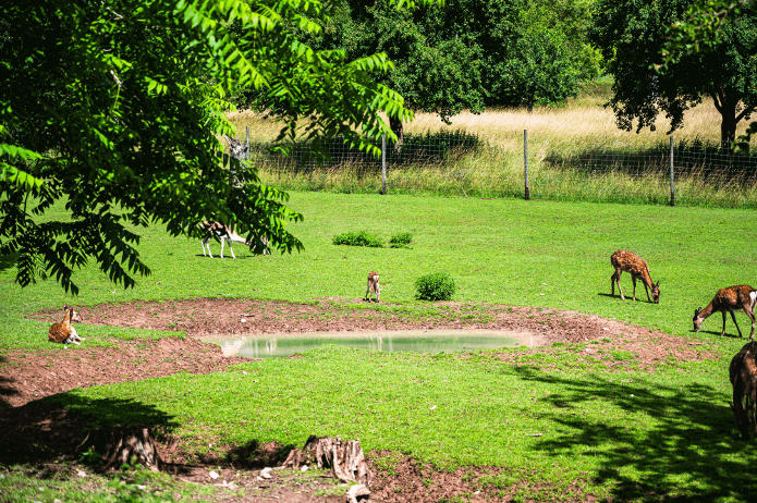 Best European city for families: Children feeding deer in Tivoli Park, Ljubljana’s green heart with pony rides and picnic areas