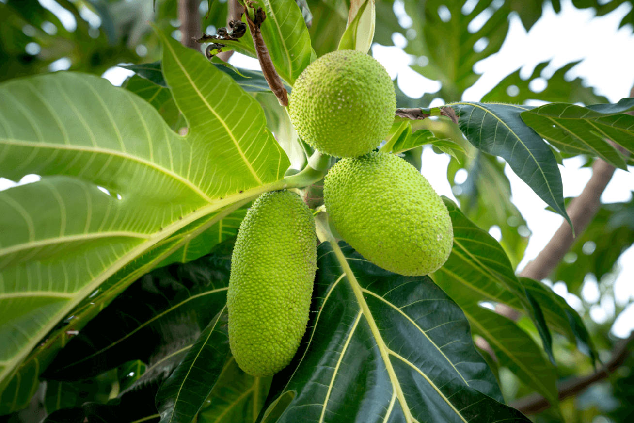 Breadfruit growing on a tree in Tuvalu — a traditional staple in what do people eat in Tuvalu