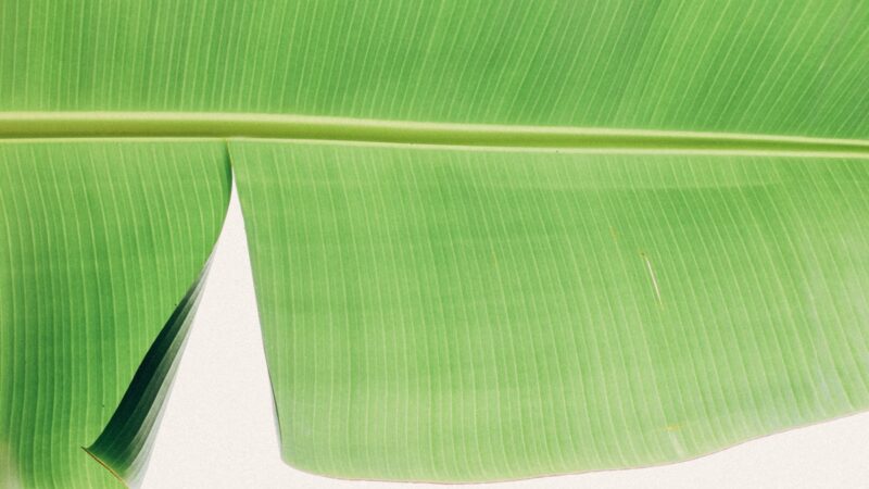 Traditional food in Vanuatu