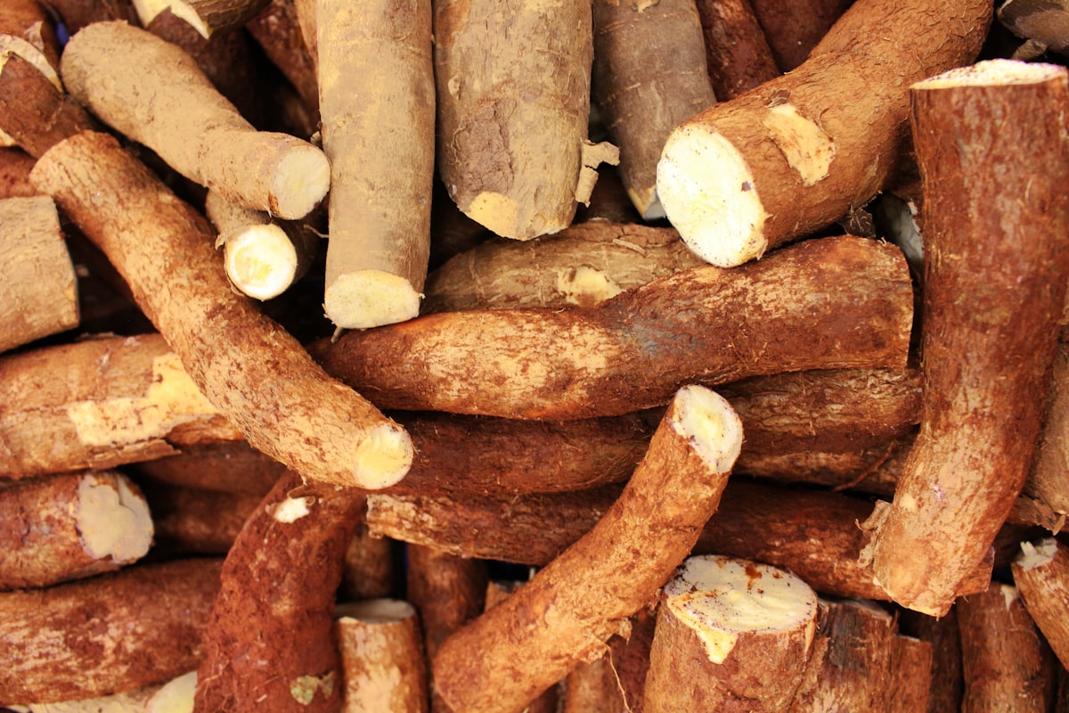 Freshly harvested cassava roots, a staple of traditional food in Vanuatu